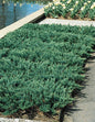 Juniperus horizontalis 'Blue Chip' – Mavi Sürünücü Ardıç Yer Örtücü 15-20 cm - Bahçevilya