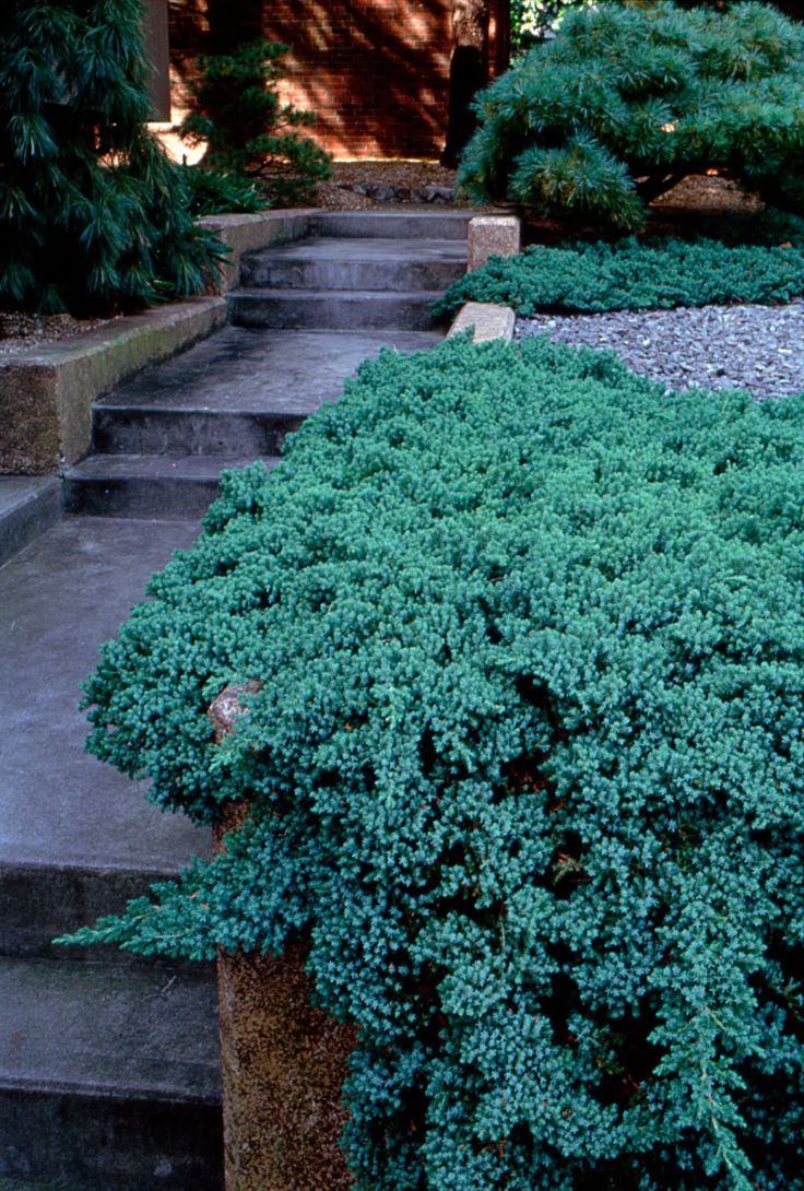 Juniperus horizontalis 'Blue Chip' – Mavi Sürünücü Ardıç Yer Örtücü 15-20 cm - Bahçevilya