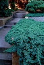 Juniperus horizontalis 'Blue Chip' – Mavi Sürünücü Ardıç Yer Örtücü 15 - 20 cm - Bahçevilya