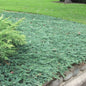Juniperus horizontalis 'Blue Chip' – Mavi Sürünücü Ardıç Yer Örtücü 15 - 20 cm - Bahçevilya