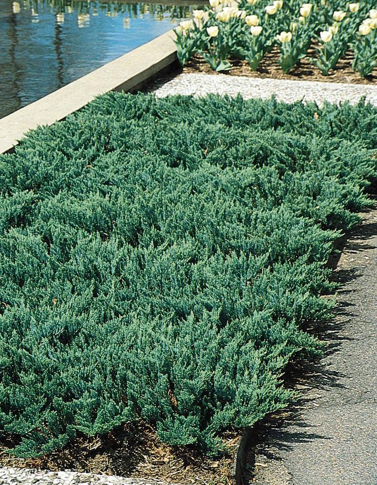 Juniperus horizontalis 'Blue Chip' – Mavi Sürünücü Ardıç Yer Örtücü 15 - 20 cm - Bahçevilya
