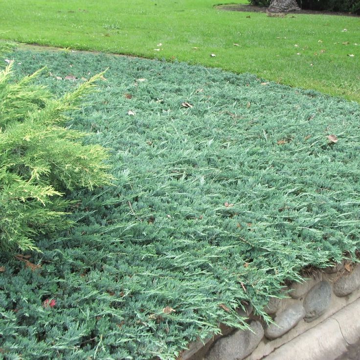 Juniperus horizontalis 'Blue Chip' – Mavi Sürünücü Ardıç Yer Örtücü 15 - 20 cm - Bahçevilya
