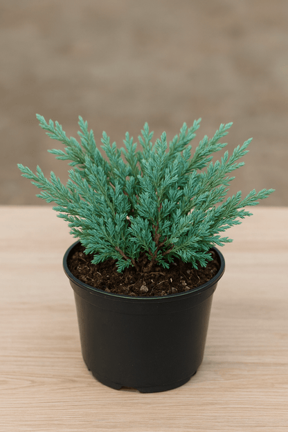 Juniperus horizontalis 'Blue Chip' – Mavi Sürünücü Ardıç Yer Örtücü 15 - 20 cm - Bahçevilya