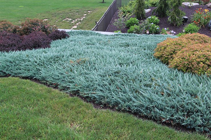 Juniperus horizontalis 'Blue Chip' – Mavi Sürünücü Ardıç Yer Örtücü 15 - 20 cm - Bahçevilya