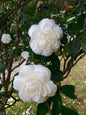 Camellia japonica Beyaz Kamelya Fidanı 60-100 cm 2-3 yaş arası