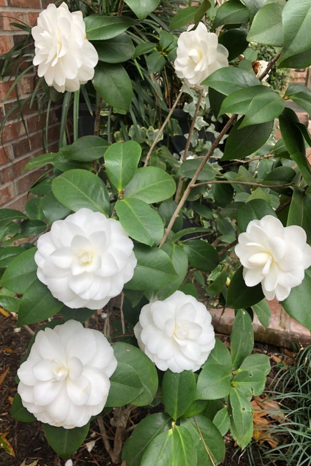 Camellia japonica Beyaz Kamelya Fidanı 60-100 cm 2-3 yaş arası