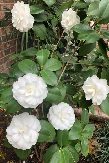 Camellia japonica Beyaz Kamelya Fidanı 60-100 cm 2-3 yaş arası