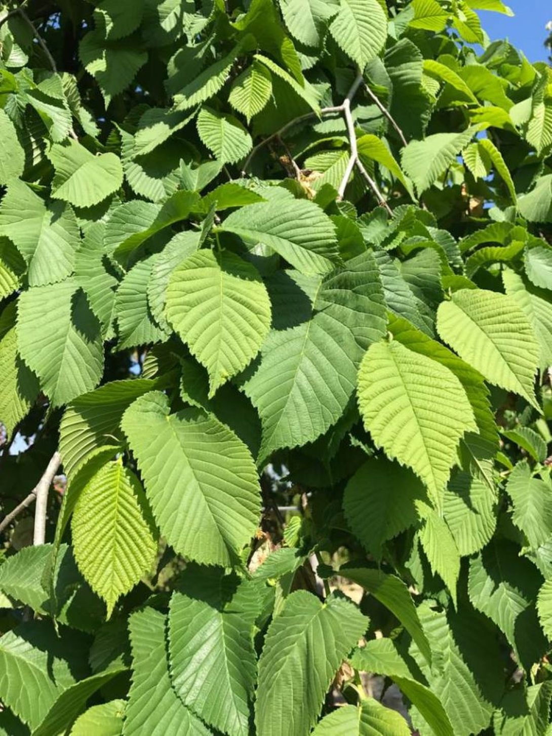 Karaağaç Fidanı 1-2 Yaş arası [Ulmus Glabra] Saksılı Tüplü
