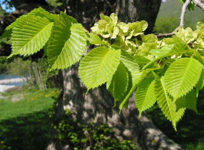 Karaağaç Fidanı 1-2 Yaş arası [Ulmus Glabra] Saksılı Tüplü
