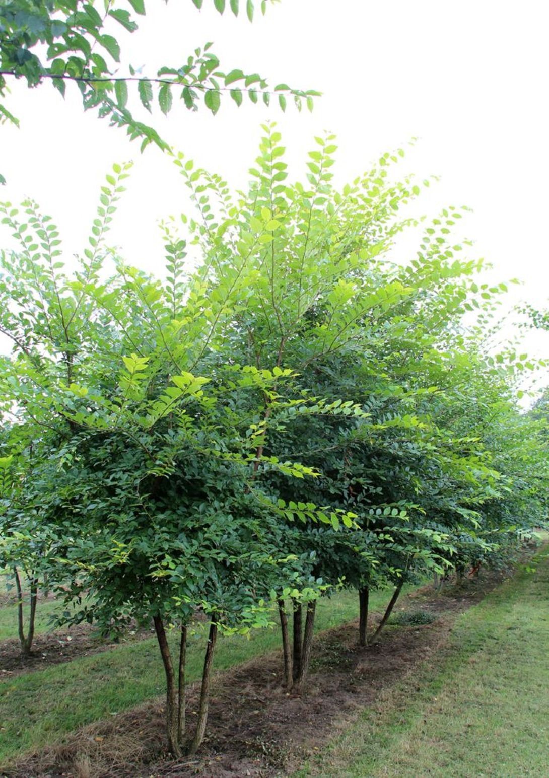 Karaağaç Fidanı 1-2 Yaş arası [Ulmus Glabra] Saksılı Tüplü