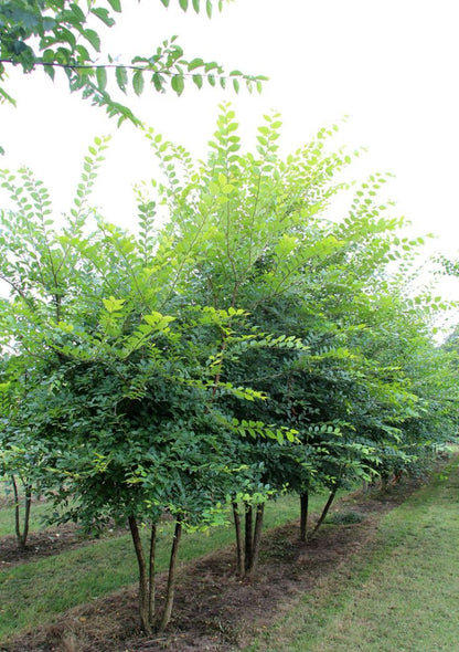 Karaağaç Fidanı 1-2 Yaş arası [Ulmus Glabra] Saksılı Tüplü