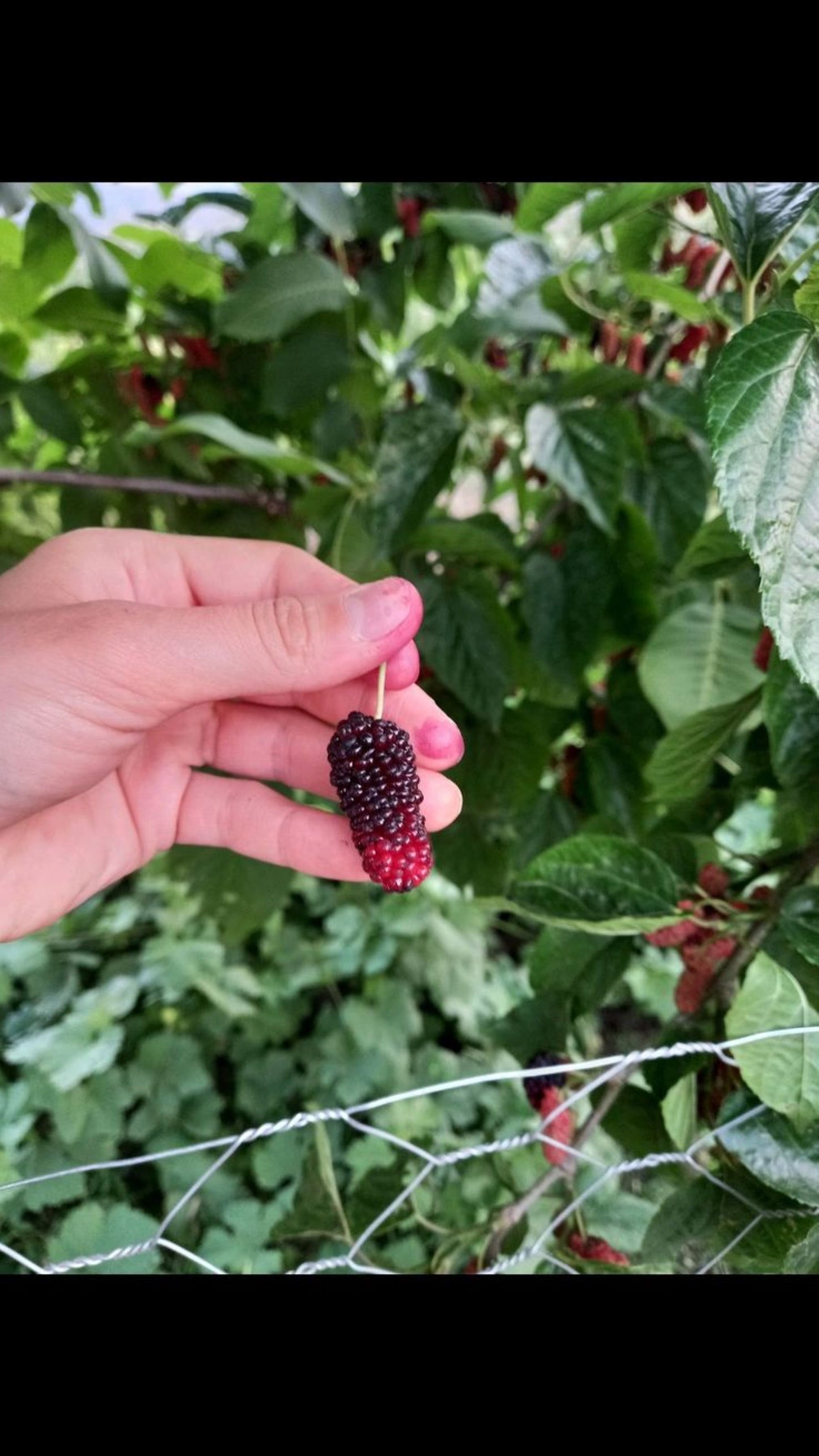 Bahçevilya Aşılı Karadut fidanı 2 yaşında tüplü 80 cm üzeri saksılı