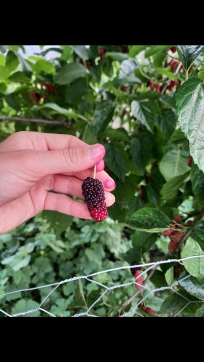 Bahçevilya Aşılı Karadut fidanı 2 yaşında tüplü 80 cm üzeri saksılı