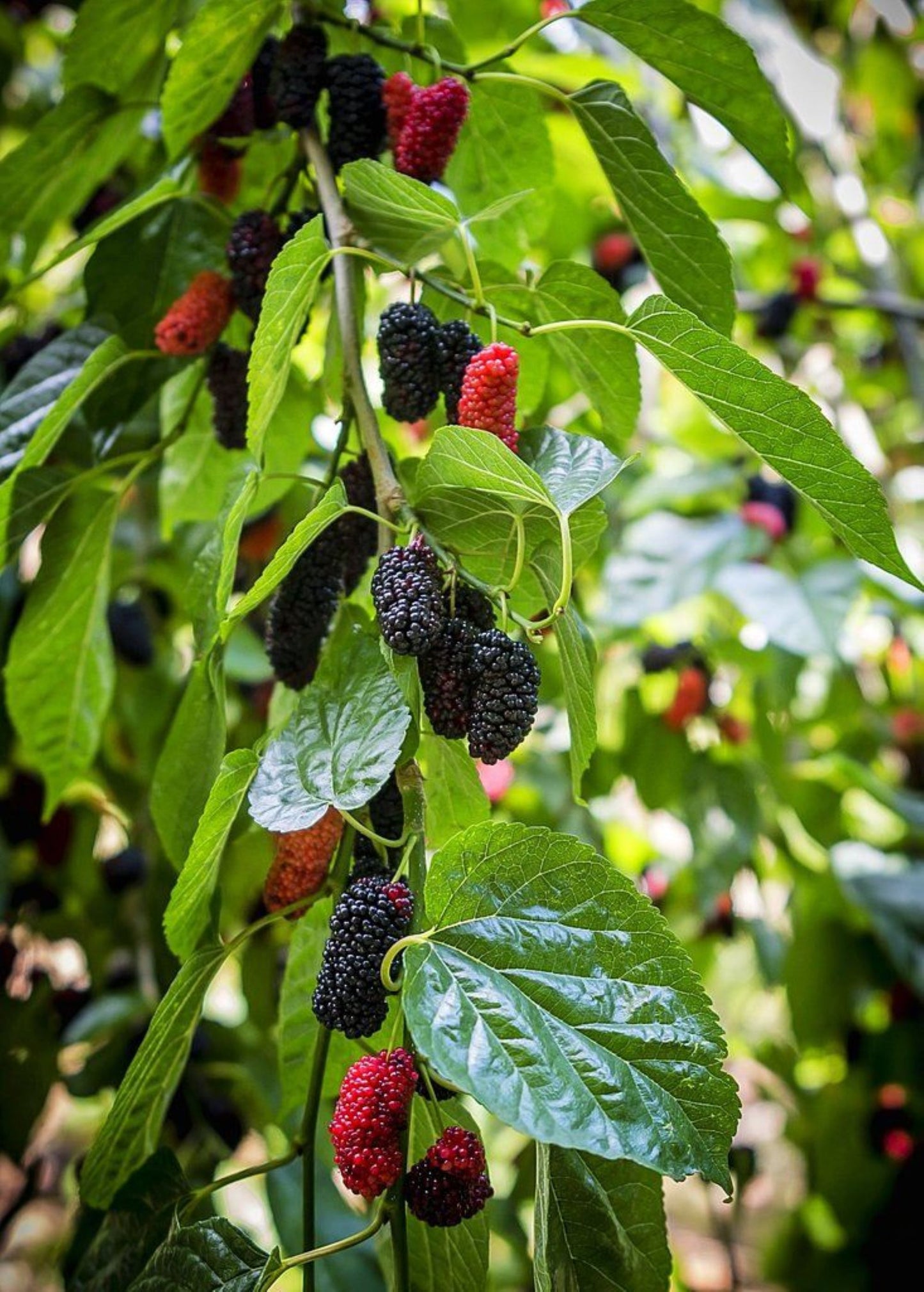 Bahçevilya Aşılı Karadut fidanı 2 yaşında tüplü 80 cm üzeri saksılı