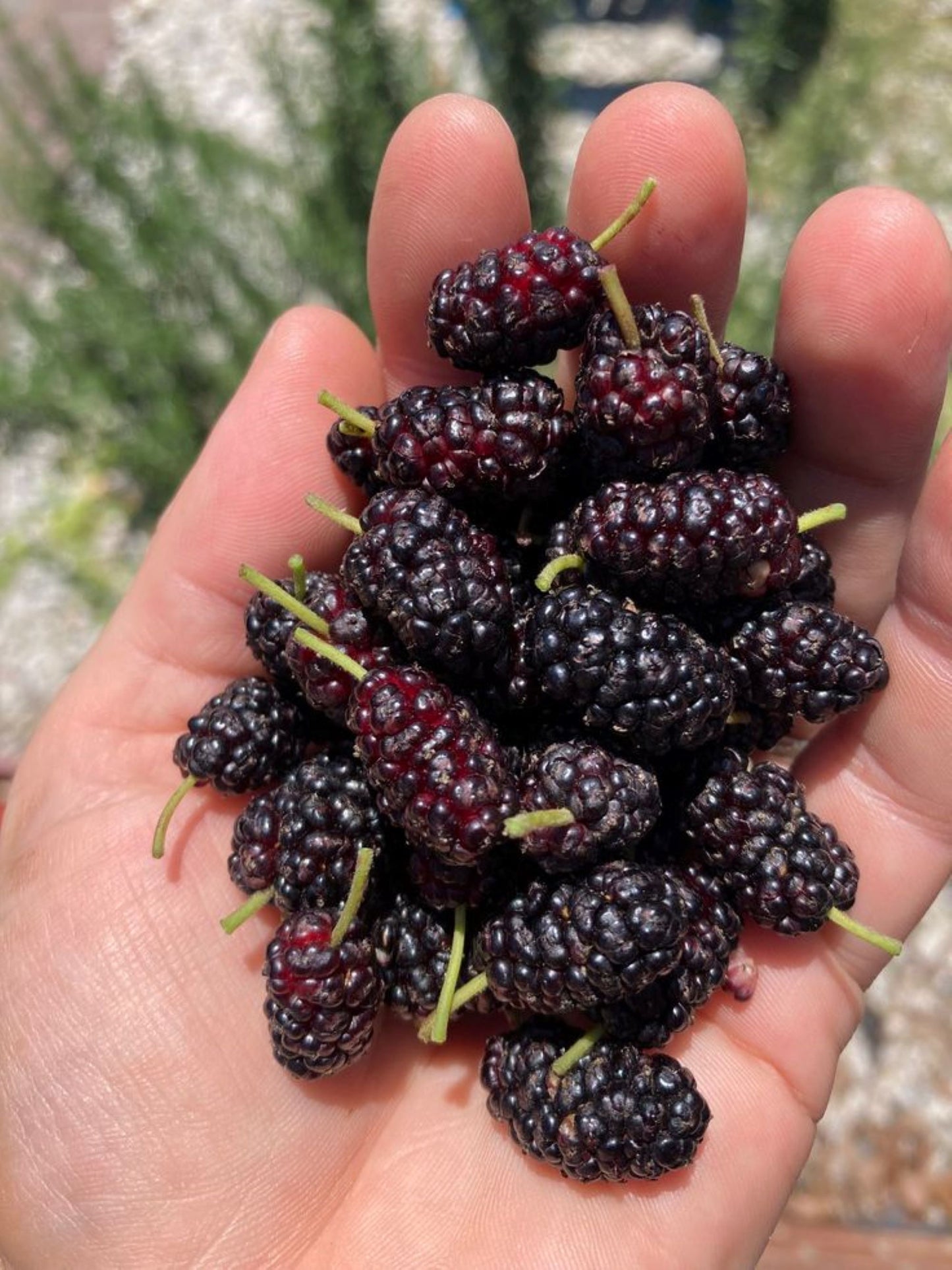 Bahçevilya Aşılı Karadut fidanı 2 yaşında tüplü 80 cm üzeri saksılı