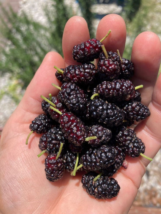 Bahçevilya Aşılı Karadut fidanı 2 yaşında tüplü 80 cm üzeri saksılı