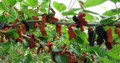 Siyah Dut Avusturalya Cins 60-100 cm 1-2 yaş arası