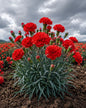 Kırmızı Karanfil Fidanı [Dianthus caryophyllus] 1-2 Yaş arası