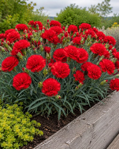 Kırmızı Karanfil Fidanı [Dianthus caryophyllus] 1-2 Yaş arası