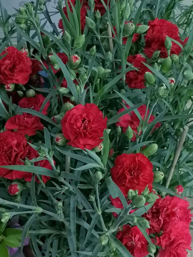 Kırmızı Karanfil Fidanı [Dianthus caryophyllus] 1-2 Yaş arası