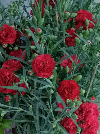 Kırmızı Karanfil Fidanı [Dianthus caryophyllus] 1-2 Yaş arası