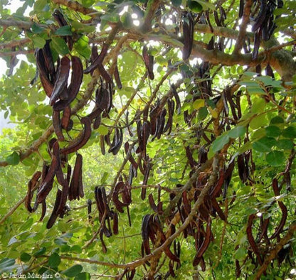 Keçiboynuzu fidanı 40 - 60 cm boylarında 2 yaş - Bahçevilya