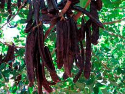 Keçiboynuzu fidanı 40 - 60 cm boylarında 2 yaş - Bahçevilya