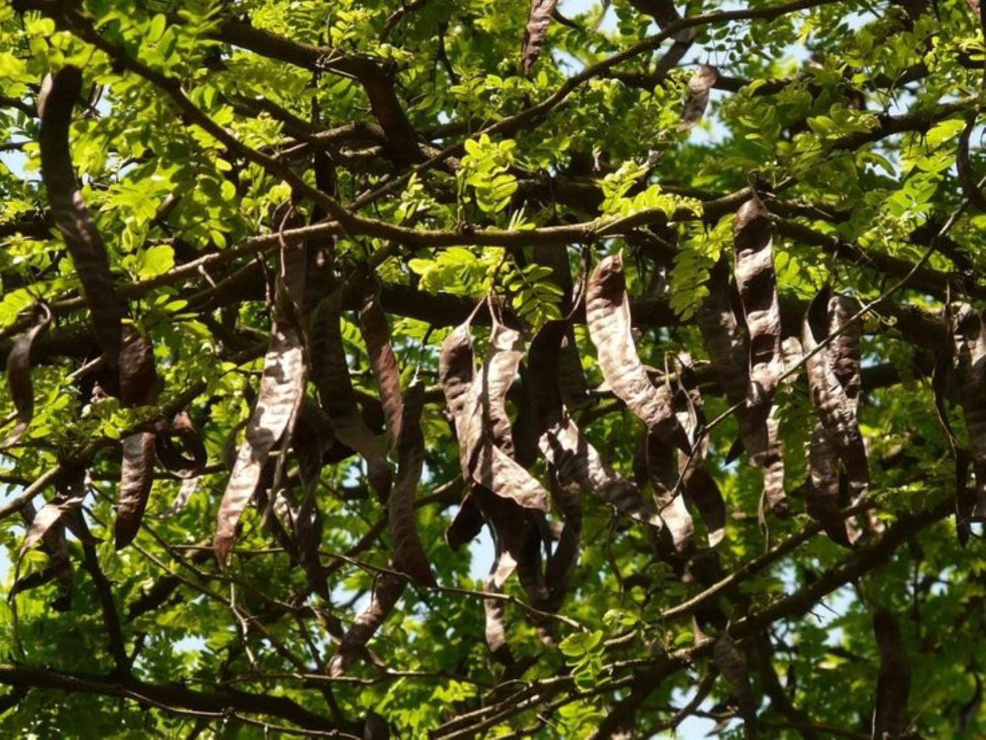 Keçiboynuzu fidanı 40 - 60 cm boylarında 2 yaş - Bahçevilya