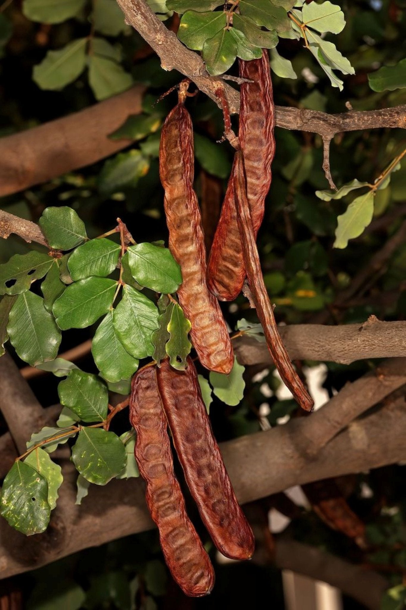 Keçiboynuzu fidanı 40 - 60 cm boylarında 2 yaş - Bahçevilya