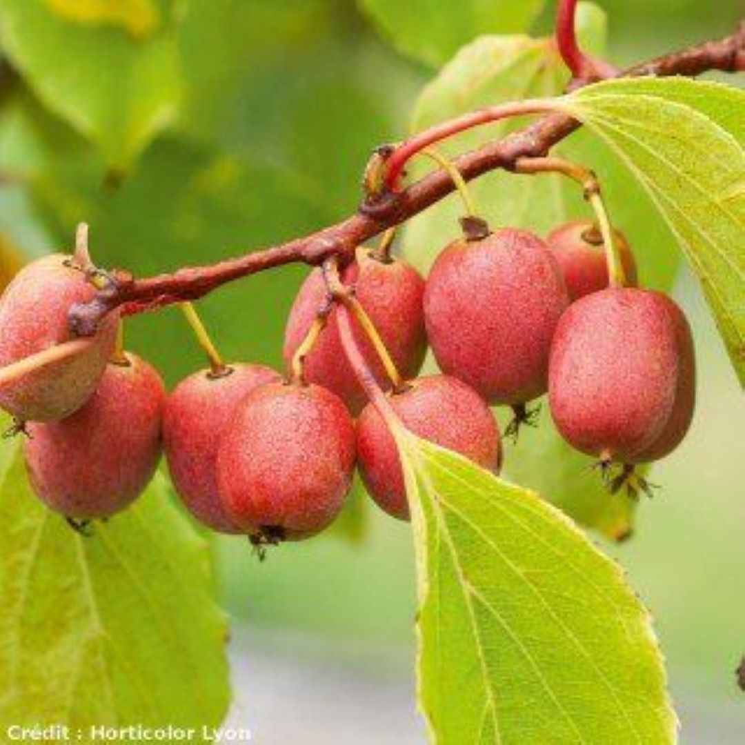 Bahçevilya  Mini Kivi (Actinidia arguta) Fidanı  1-2 Yaş Arası saksılı - Bahçevilya 