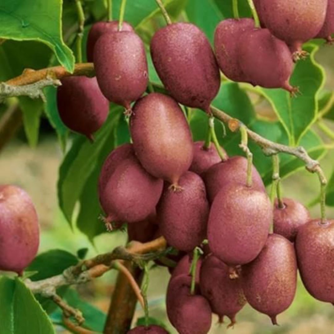 Bahçevilya  Mini Kivi (Actinidia arguta) Fidanı  1-2 Yaş Arası saksılı - Bahçevilya 