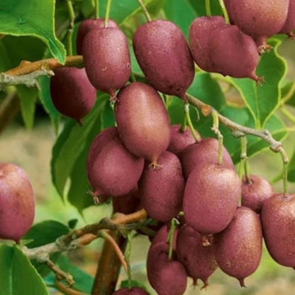 Bahçevilya  Mini Kivi (Actinidia arguta) Fidanı  1-2 Yaş Arası saksılı - Bahçevilya 