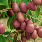 Bahçevilya  Mini Kivi (Actinidia arguta) Fidanı  1-2 Yaş Arası saksılı - Bahçevilya 