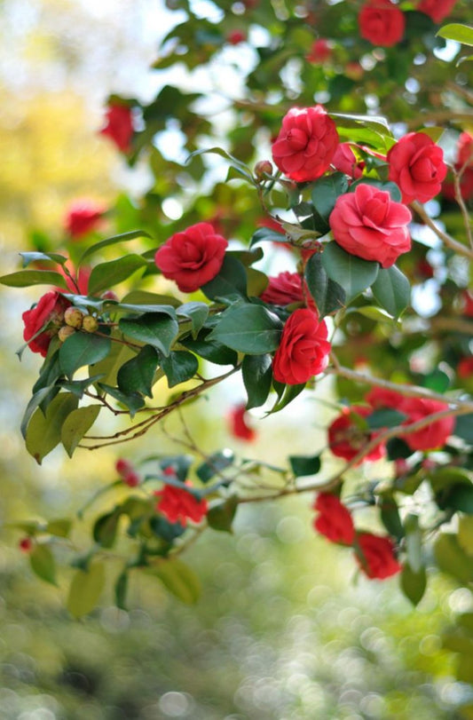 Camellia japonica Kırmızı Kamelya Fidanı 60-100 cm 2-3 yaş arası