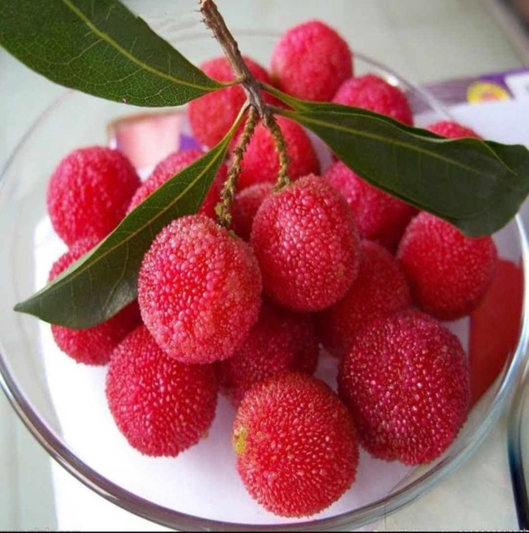 Bahçevilya Kocayemiş (Arbutus unedo) Fidanı  1-2 yaş arası saksılı - Bahçevilya 