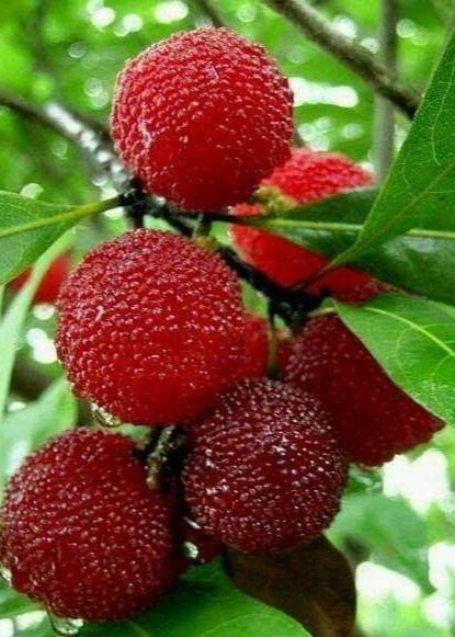 Bahçevilya Kocayemiş (Arbutus unedo) Fidanı  1-2 yaş arası saksılı - Bahçevilya 