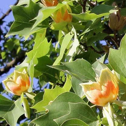 Bahçevilya Lale Ağacı Fidanı | Liriodendron tulipifera 1-2 yaş arası saksılı - Bahçevilya 