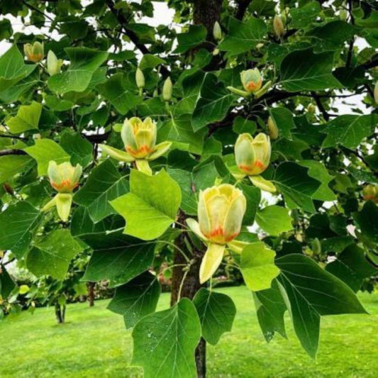 Bahçevilya Lale Ağacı Fidanı | Liriodendron tulipifera 1-2 yaş arası saksılı - Bahçevilya 