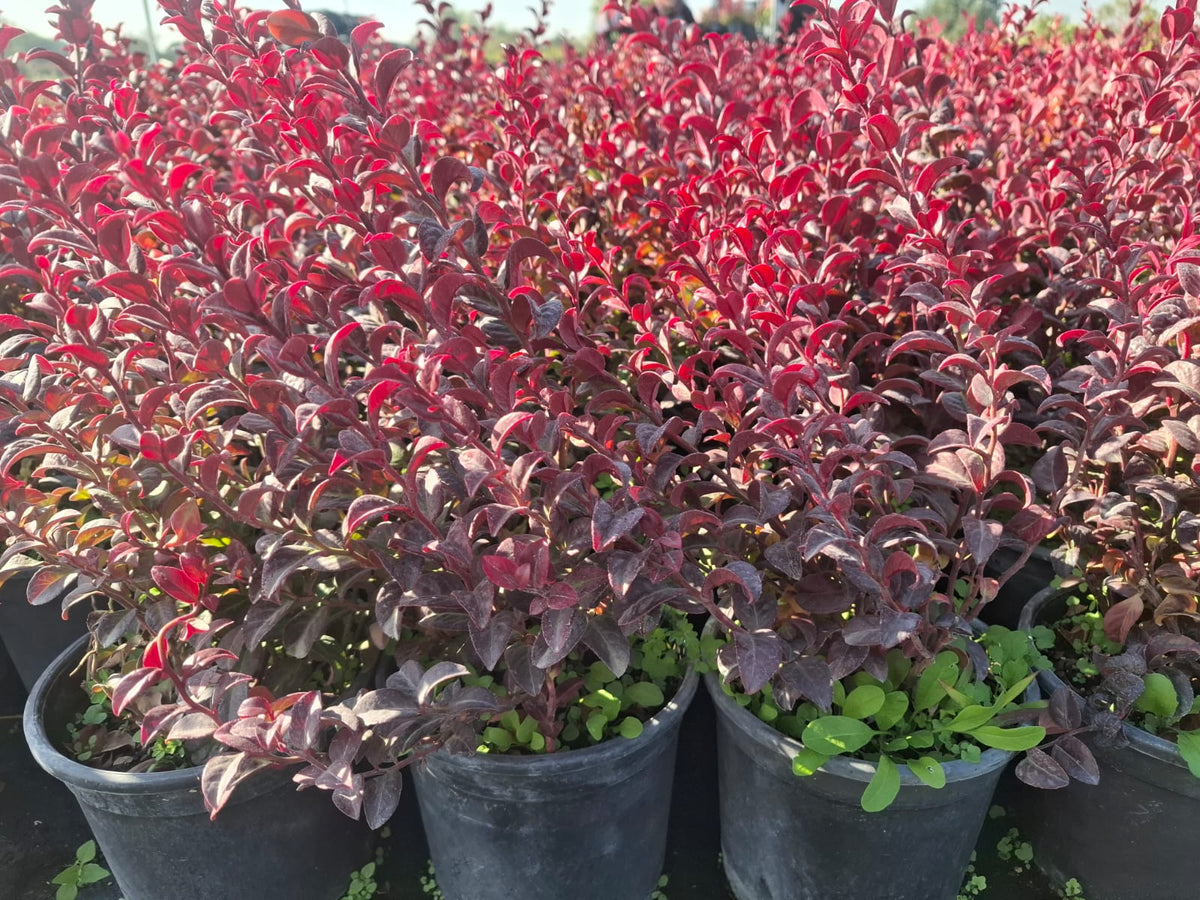 Leucothoe axillaris zeblid kırmızı yapraklı 1-2yaş arası saksılı - Bahçevilya