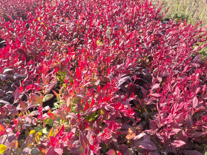 Leucothoe axillaris zeblid kırmızı yapraklı 1 - 2yaş arası saksılı - Bahçevilya