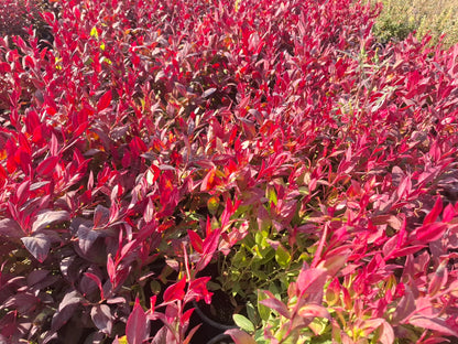 Leucothoe axillaris zeblid kırmızı yapraklı 1-2yaş arası saksılı - Bahçevilya