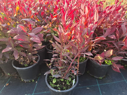 Leucothoe axillaris zeblid kırmızı yapraklı 1 - 2yaş arası saksılı - Bahçevilya