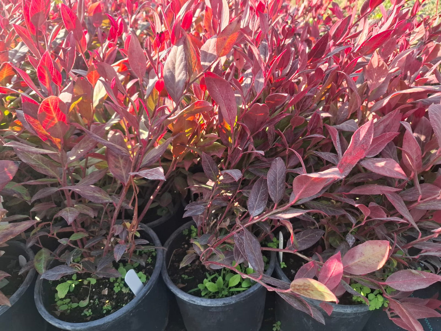 Leucothoe axillaris zeblid kırmızı yapraklı 1 - 2yaş arası saksılı - Bahçevilya