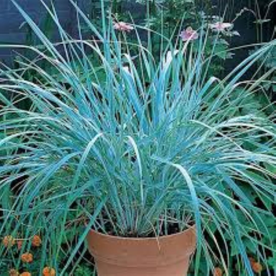 Leymus Arenarius Blue Kum Ve Deniz Otu Fidanı 1 - 2 Yaş arası - Bahçevilya