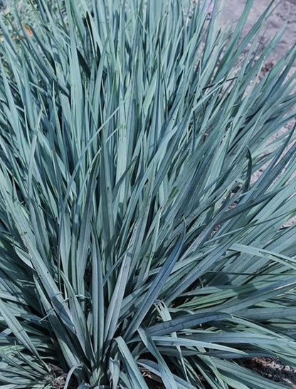 Leymus Arenarius Blue Kum Ve Deniz Otu Fidanı 1 - 2 Yaş arası - Bahçevilya