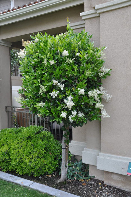 Bahçevilya Ligustrum çalı  Fidanı 1-2 Yaş arası Tüplü - Bahçevilya 