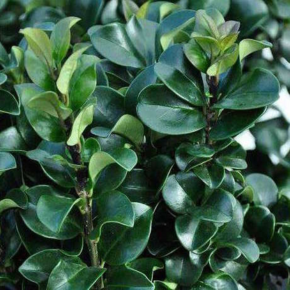 Bahçevilya Ligustrum çalı  Fidanı 1-2 Yaş arası Tüplü - Bahçevilya 