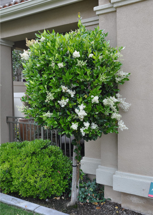 Bahçevilya Ligustrum çalı  Fidanı 1-2 Yaş arası Tüplü - Bahçevilya 