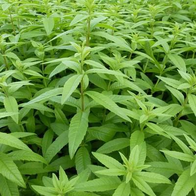 Bahçevilya Limon Melisa Aloysia Triphylla  1-2 yaş arası