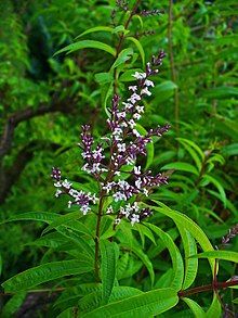 Bahçevilya Limon Melisa Aloysia Triphylla  1-2 yaş arası